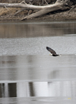 Bald Eagle 6151